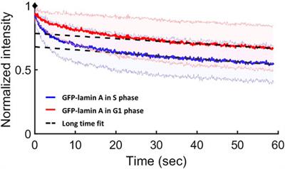 The Dynamics of <mark class="highlighted">Lamin a</mark> During the Cell Cycle